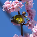 写真: 桜とメジロ20230319 (5)