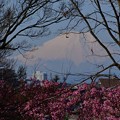 Photos: 富士山と桜20230320 (4)