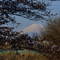 Photos: 富士山と桜20230320 (3)