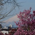 Photos: 富士山と桜20230320 (1)
