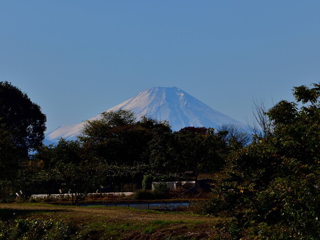 20231119富士山（柳瀬川） (2)