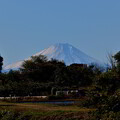 Photos: 20231119富士山（柳瀬川） (2)