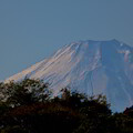 Photos: 20231119富士山（柳瀬川） (1)