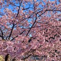 写真: 伊豆の河津桜