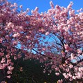 写真: 伊豆の河津桜