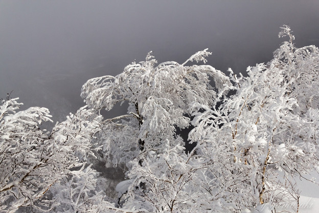 写真: 山頂直下の樹氷