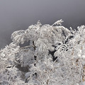 写真: 山頂直下の樹氷