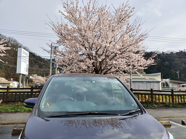 写真: 道の駅にて桜と愛車トヨタノア80系