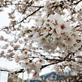 写真: 桜 in 道の駅 来夢とごうち