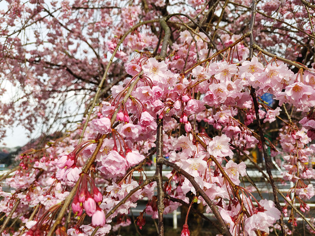 写真: 桜 in 道の駅 来夢とごうち