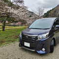 写真: 桜と愛車トヨタノア80系