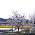 写真: 桜とドクターイエロー