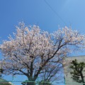 写真: 2022 桜