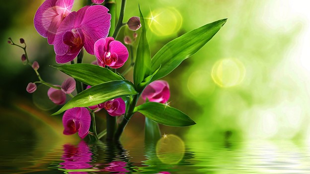 美しい花と水の流れの画像(1)