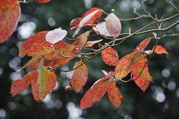 花水木の紅葉