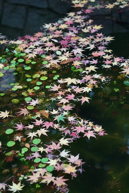 写真: 水面の紅葉