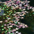 写真: 水面の紅葉