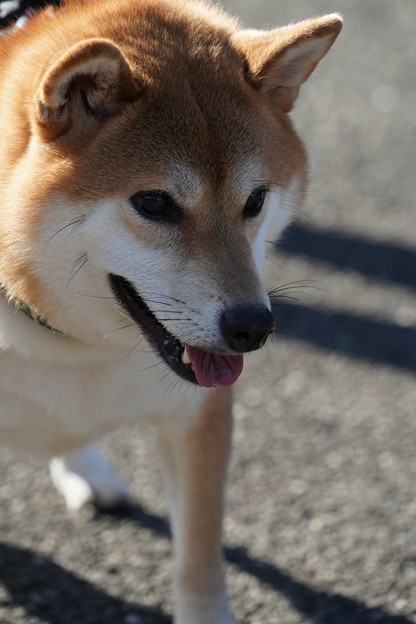 Photos: 柴犬