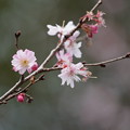 写真: 十月桜