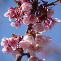 Photos: 寒桜（かんざくら）