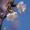 Photos: 玉縄桜（たまなわざくら）