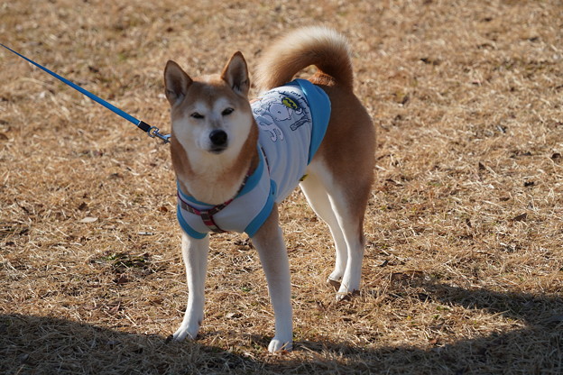 Photos: 柴犬