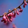 写真: 寒緋桜（かんひさくら）