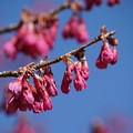Photos: 寒緋桜（かんひざくら）