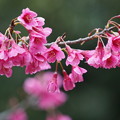 写真: 寒緋桜（かんひざくら）