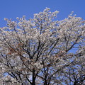山桜（やまざくら）