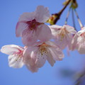写真: 大漁桜(たいりょうざくら）