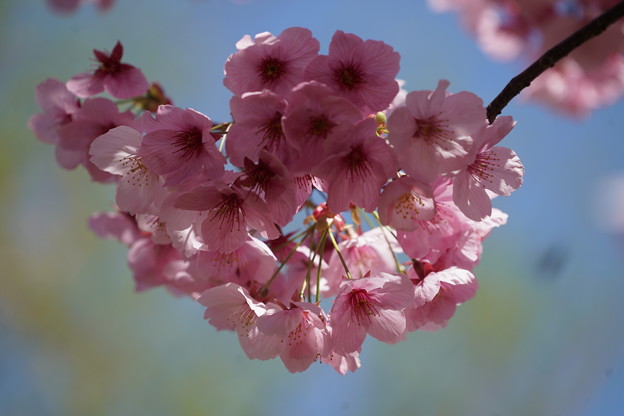 写真: 陽光桜(ようこうざくら）