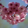 写真: 陽光桜(ようこうざくら）