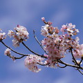 写真: 桜(さくら）