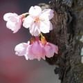Photos: 胴吹き桜
