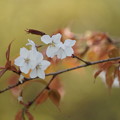 Photos: 山桜(やまざくら）