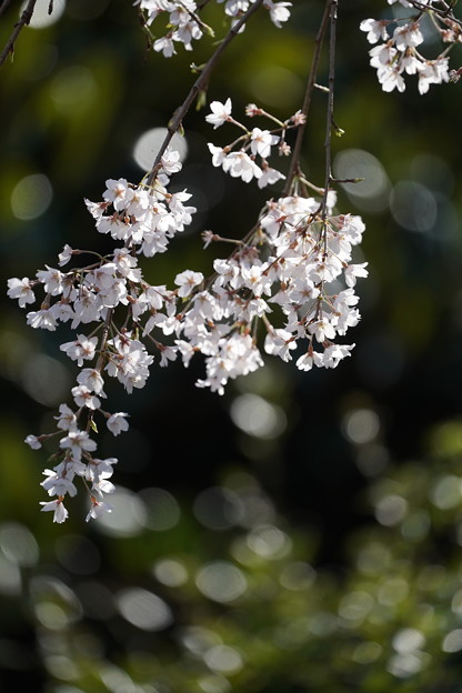 Photos: 枝垂れ桜