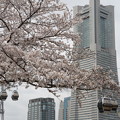写真: 桜とランドマーク