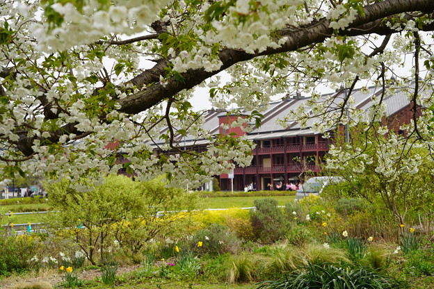 桜と赤レンガ倉庫