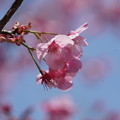 湘南緋桜(しょうなんひざくら）