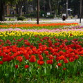 早春の横浜公園