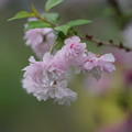 富士桜(ふじざくら）