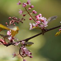 写真: 蝦夷上溝桜（えぞうわみずざくら）