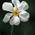 写真: 白い花
