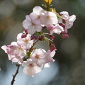 写真: 御殿場桜（ごてんばざくら）