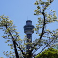 花水木とマリンタワー