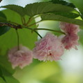 兼六園菊桜（けんろくえんきくざくら）