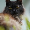 写真: 黒猫