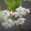 写真: エゴノキの花