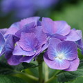 写真: 紫陽花（あじさい）